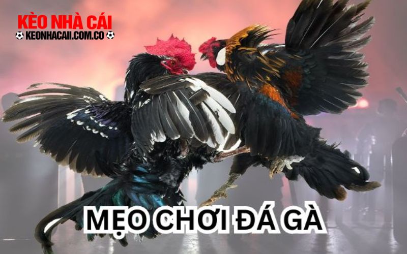 keonhacai 2 3 mẹo giúp bắt kèo đá gà thomo hiệu quả như dân chuyên