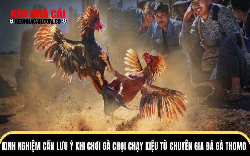 keonhacai 3 Lưu ý cho người mới khi theo dõi đá gà thomo online