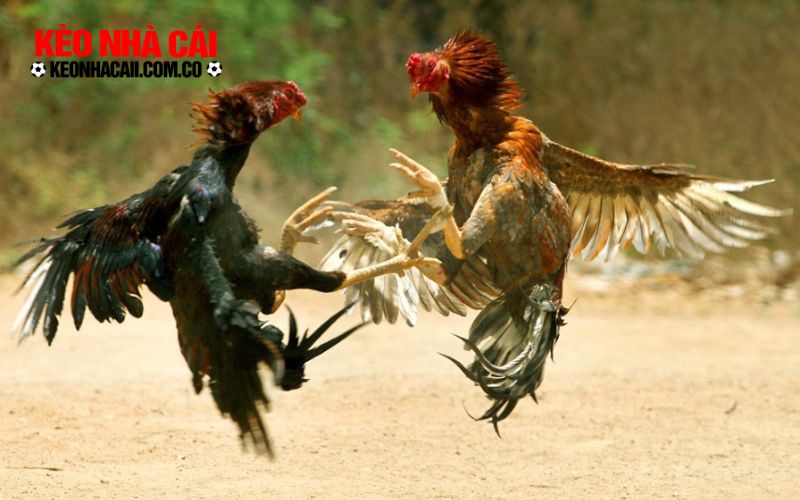 keonhacai Vì sao nên bắt kèo theo kinh nghiệm, không theo cảm tính?
